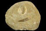 Fossil Plesiosaur (Zarafasaura) Tooth - Morocco #119670-1